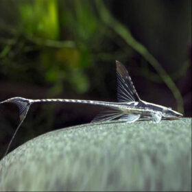 Royal Whiptail Catfish