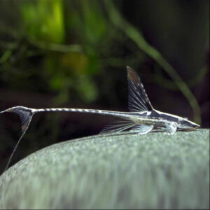 Royal Whiptail Catfish