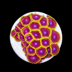 Zoanthus Fake Lime Chilli (frag)